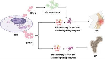 Osteopontin, a bridge links osteoarthritis and osteoporosis